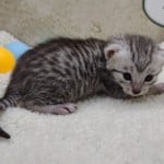 Mau Silver Female DOB 3-13-23