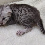 Mau Silver Female DOB 3-13-23