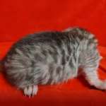 Mau Silver Female DOB 3-13-23