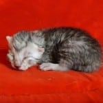 Mau Silver Female DOB 3-13-23