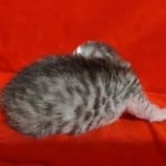 Mau Silver Female DOB 3-13-23