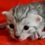 Mau Silver Female DOB 3-13-23