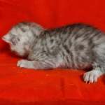 Mau Silver Female DOB 3-13-23