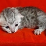 Mau Silver Female DOB 3-13-23