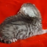 Mau Silver Female DOB 3-13-23