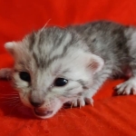 Mau Silver Female DOB 3-13-23