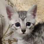 Mau Silver Female DOB 3-13-23