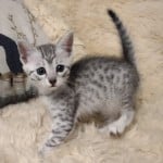 Mau Silver Female DOB 3-13-23