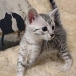 Mau Silver Female DOB 3-13-23