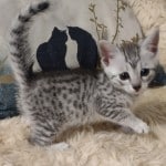 Mau Silver Female DOB 3-13-23