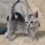 Mau Silver Female DOB 3-13-23