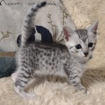 Mau Silver Female DOB 3-13-23