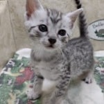 Mau Silver Female DOB 3-13-23