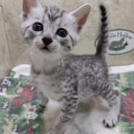 Mau Silver Female DOB 3-13-23