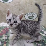 Mau Silver Female DOB 3-13-23