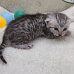 Mau Silver Female DOB 3-13-23