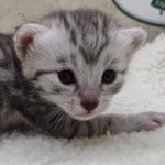 Mau Silver Female DOB 3-13-23