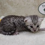 Mau Silver Female DOB 3-13-23