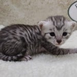 Mau Silver Female DOB 3-13-23