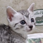 Mau Silver Female DOB 3-13-23