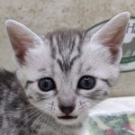 Mau Silver Female DOB 3-13-23