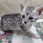 Mau Silver Female DOB 3-13-23