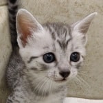 Mau Silver Female DOB 3-13-23