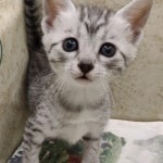 Mau Silver Female DOB 3-13-23