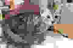 Cleopatra, Egyptian Mau, Silver, Female #1, 9-20-18 Precious