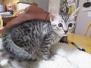 Cleopatra, Egyptian Mau, Silver, Female #1, 9-20-18 Precious