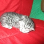 Mau, Silver, Female, DOB 9-20-18  Pre