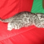 Mau, Silver, Female, DOB 9-20-18  Pre