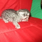 Mau, Silver, Female, DOB 9-20-18  Pre