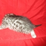 Mau, Silver, Female, DOB 9-20-18  Pre