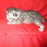 Mau, Silver, Female, DOB 9-20-18  Pre