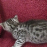 Mau, Silver, Female, DOB 9-20-18  Pre