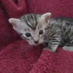 Mau, Silver, Female, DOB 9-20-18  Pre