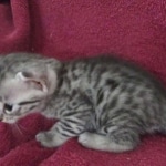 Mau, Silver, Female, DOB 9-20-18  Pre