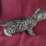 Mau, Silver, Female, DOB 9-20-18  Pre