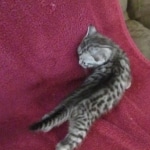 Mau, Silver, Female, DOB 9-20-18  Pre