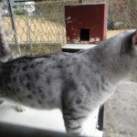 Mau, Silver, Female, DOB 9-20-18  Pre
