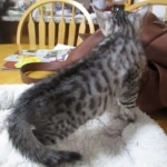 Mau, Silver, Female, DOB 9-20-18  Pre