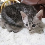 Mau, Silver, Female, DOB 9-20-18  Pre