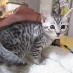 Mau, Silver, Female, DOB 9-20-18  Pre