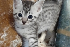 Layla Egyptian Mau silver female #1 DOB 1-26-24