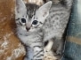 Layla Egyptian Mau silver female #1 DOB 1-26-24
