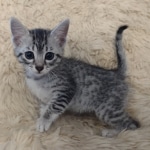 Layla Mau, silver, female DOB 1-26-24