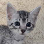 Layla Mau, silver, female DOB 1-26-24