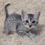 Layla Mau, silver, female DOB 1-26-24