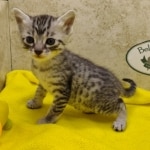 Mau, silver, female DOB 1-26-24